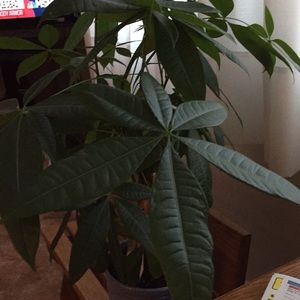 Meet your Posher, Sherry